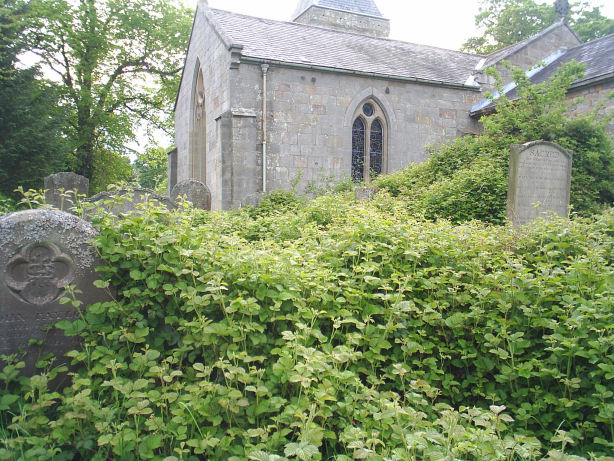 Overgrown graveyard