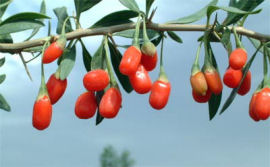 Goji berries