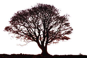 The Tree Silhouette