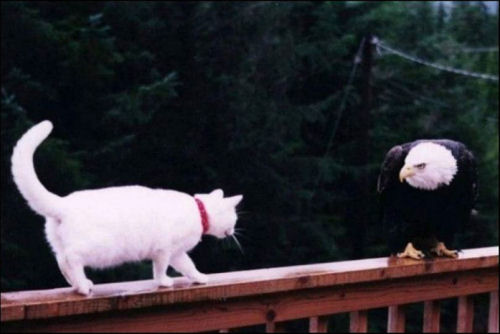 The last bird